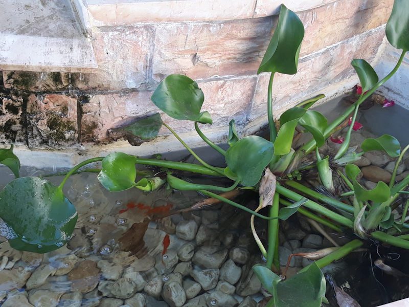 fishpond