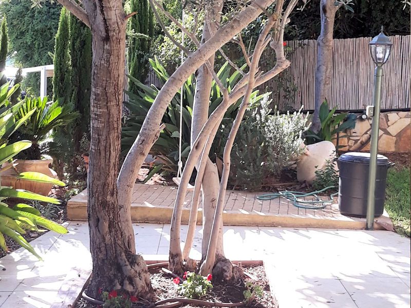 olive tree